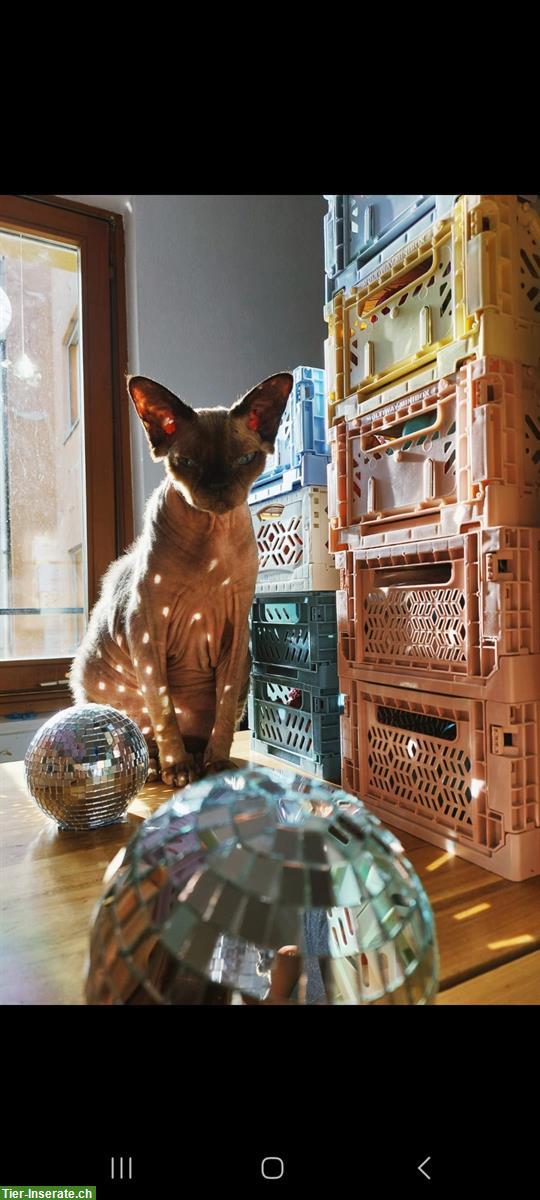 Bild 5: 2 Devon Rex Kater suchen ein liebevolles Zuhause