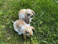 Junge Kaninchen abzugeben