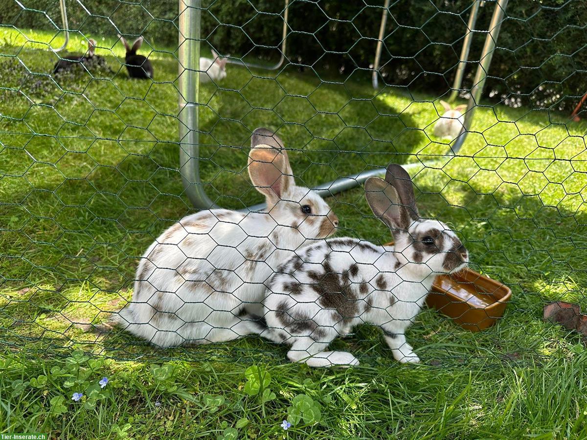 Bild 2: Junge Kaninchen abzugeben