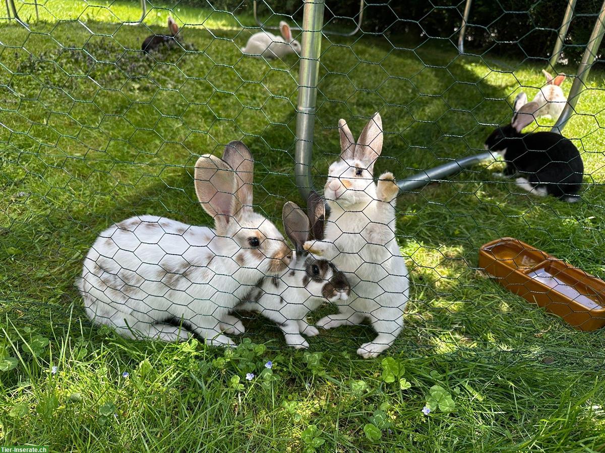 Bild 3: Junge Kaninchen abzugeben