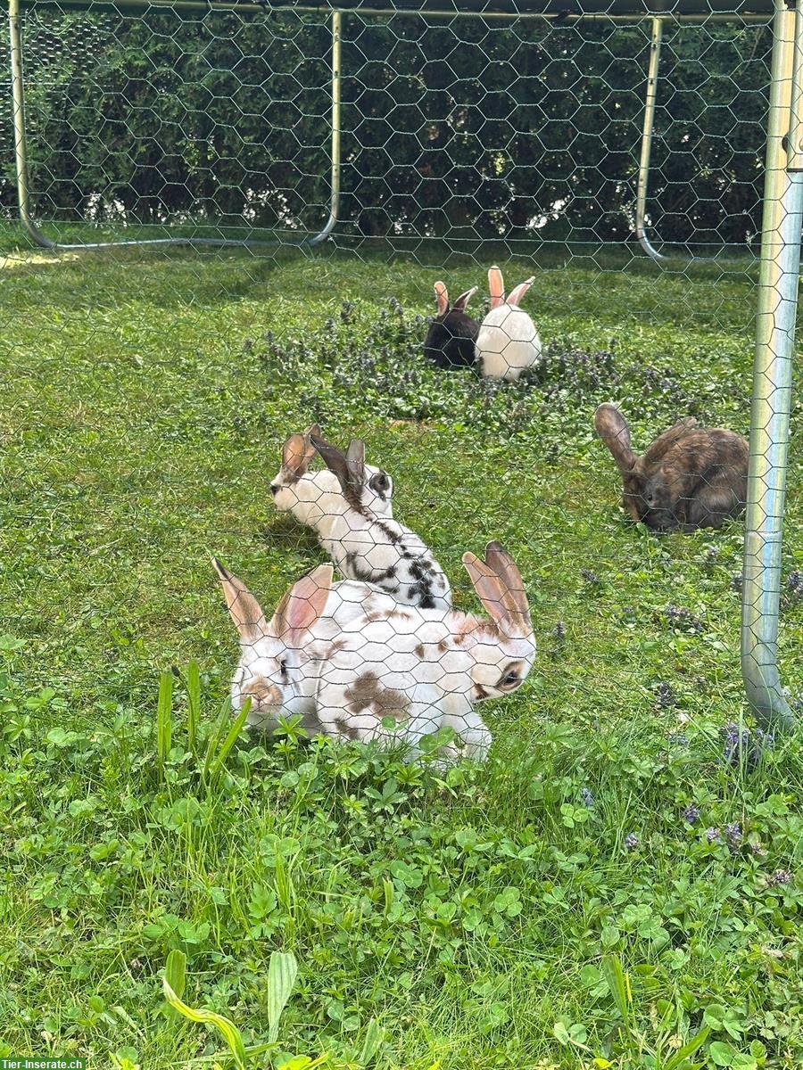 Bild 4: Junge Kaninchen abzugeben