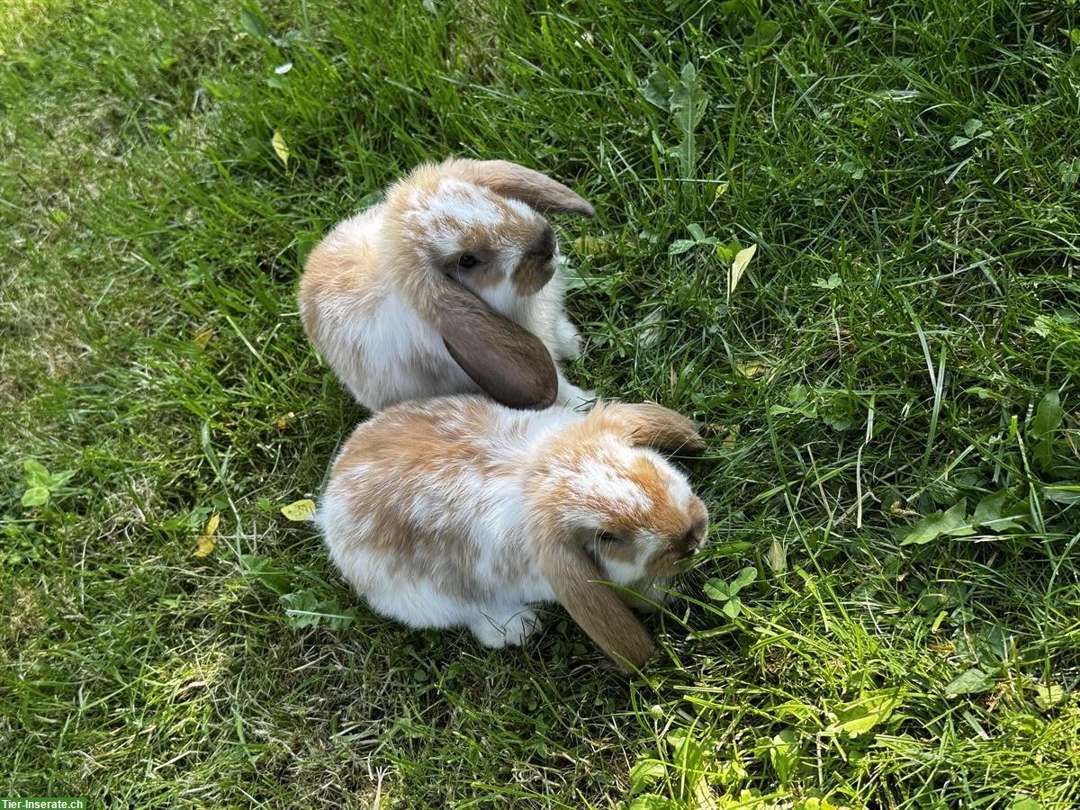 Bild 5: Junge Kaninchen abzugeben