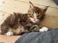 2 süsse Maine Coon Jungs mit Stammbaum suchen ein Zuhause