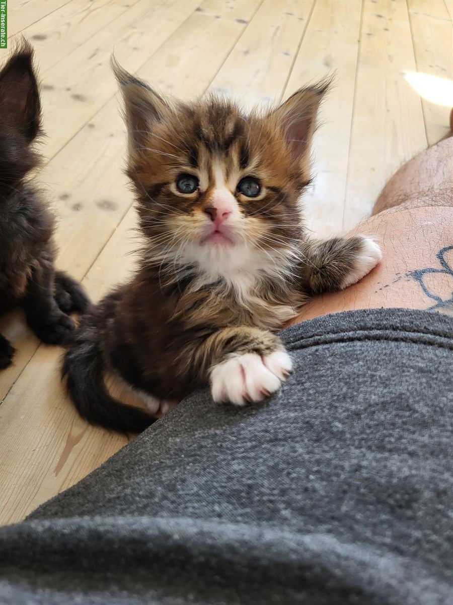 Bild 3: 2 süsse Maine Coon Jungs mit Stammbaum suchen ein Zuhause