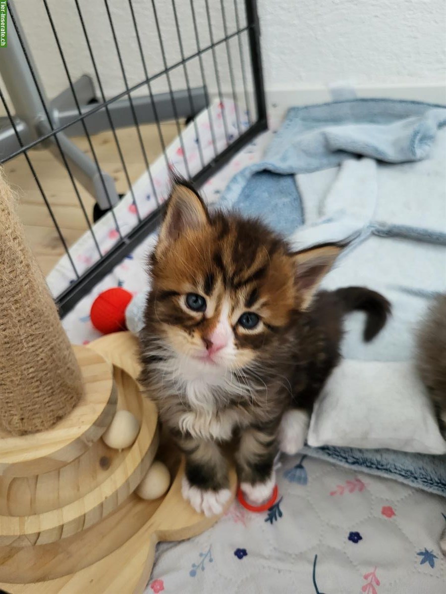 Bild 4: 2 süsse Maine Coon Jungs mit Stammbaum suchen ein Zuhause