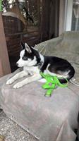 Husky Rüde, 6 Monate sucht ein neues Zuhause