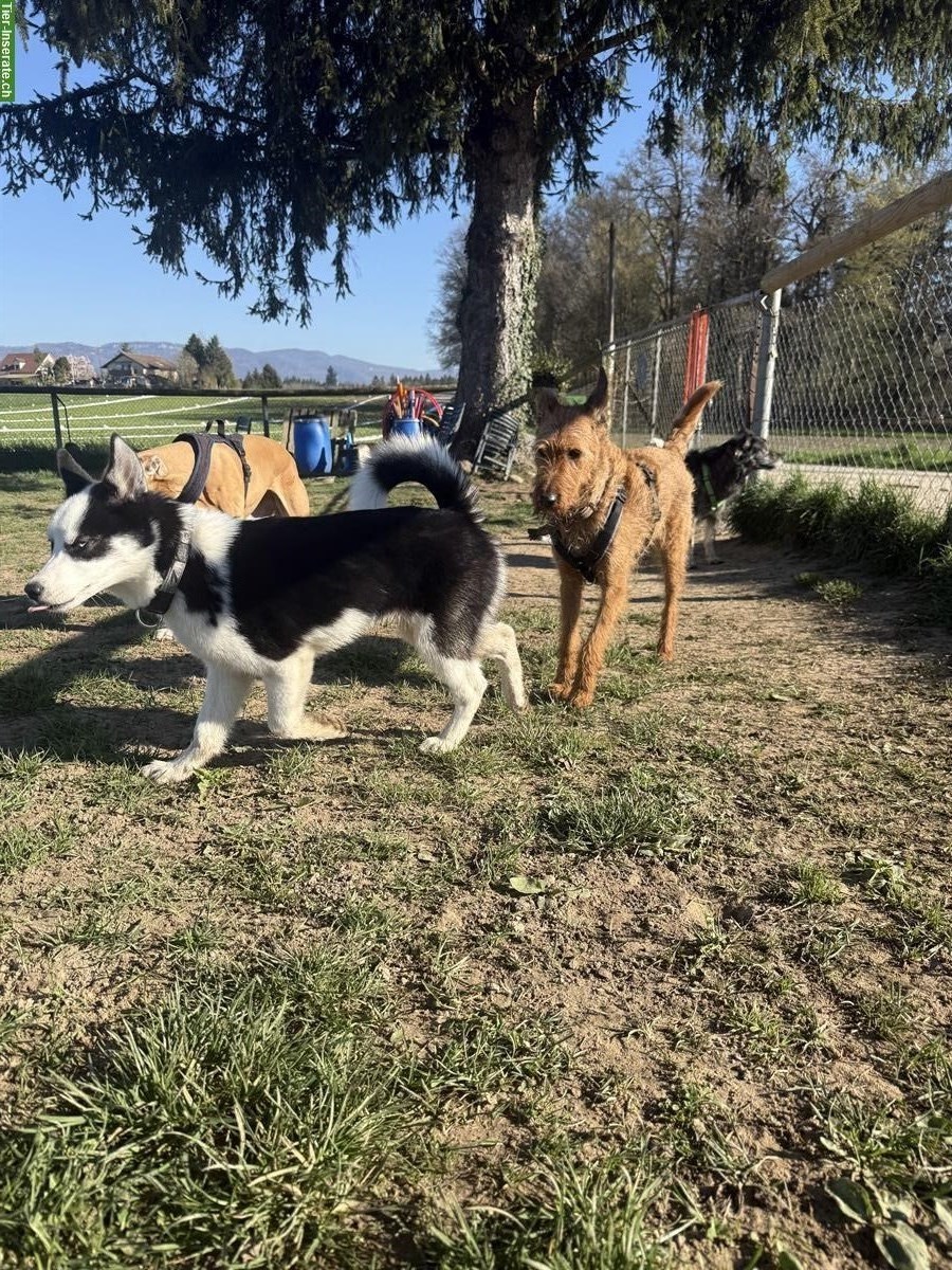 Bild 2: Husky Rüde, 6 Monate sucht ein neues Zuhause