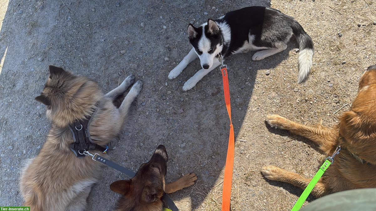 Bild 3: Husky Rüde, 6 Monate sucht ein neues Zuhause
