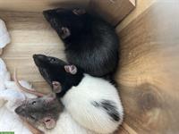 3 süsse Ratten Mädchen suchen liebevolles Zuhause