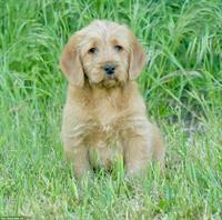 Labradoodle Welpen, männlich zu verkaufen