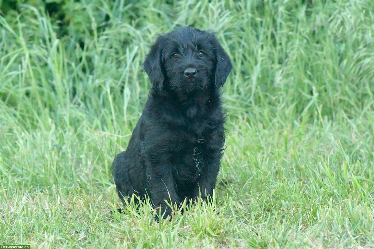 Bild 4: Labradoodle Welpen, männlich zu verkaufen