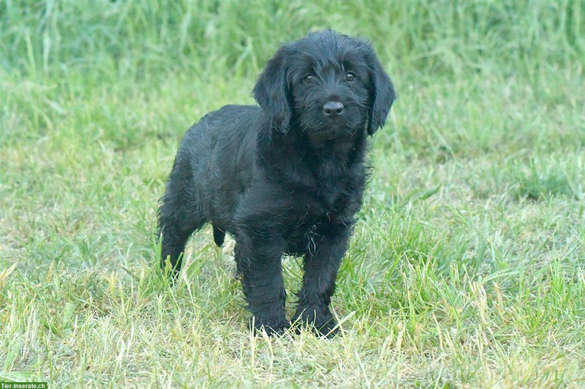 Bild 5: Labradoodle Welpen, männlich zu verkaufen