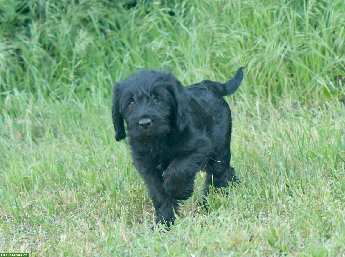 Bild 6: Labradoodle Welpen, männlich zu verkaufen