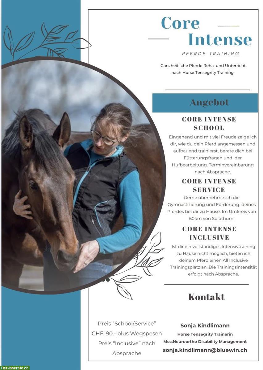 Ganzheitliches 🐴Pferdetraining