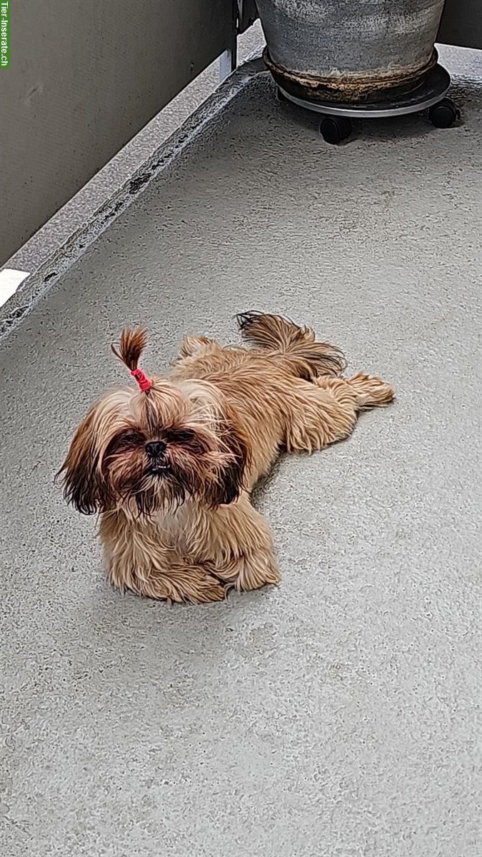 Reinrassige Shih Tzu Welpen zu verkaufen