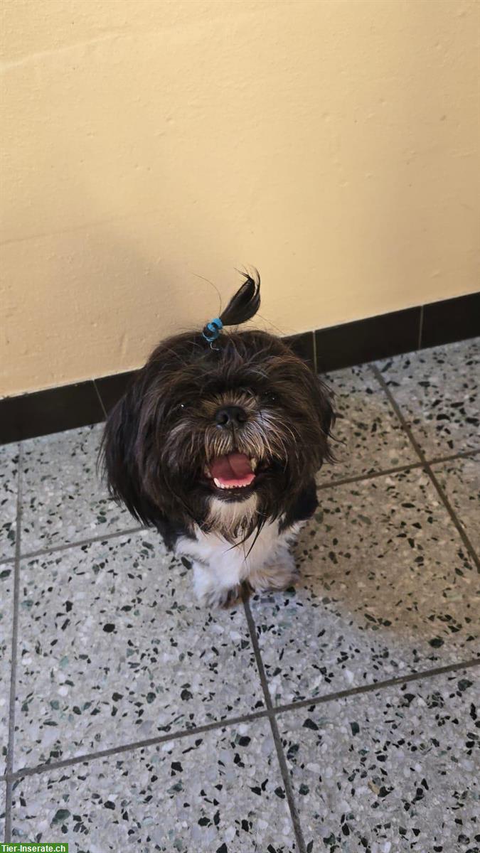 Bild 2: Reinrassige Shih Tzu Welpen zu verkaufen