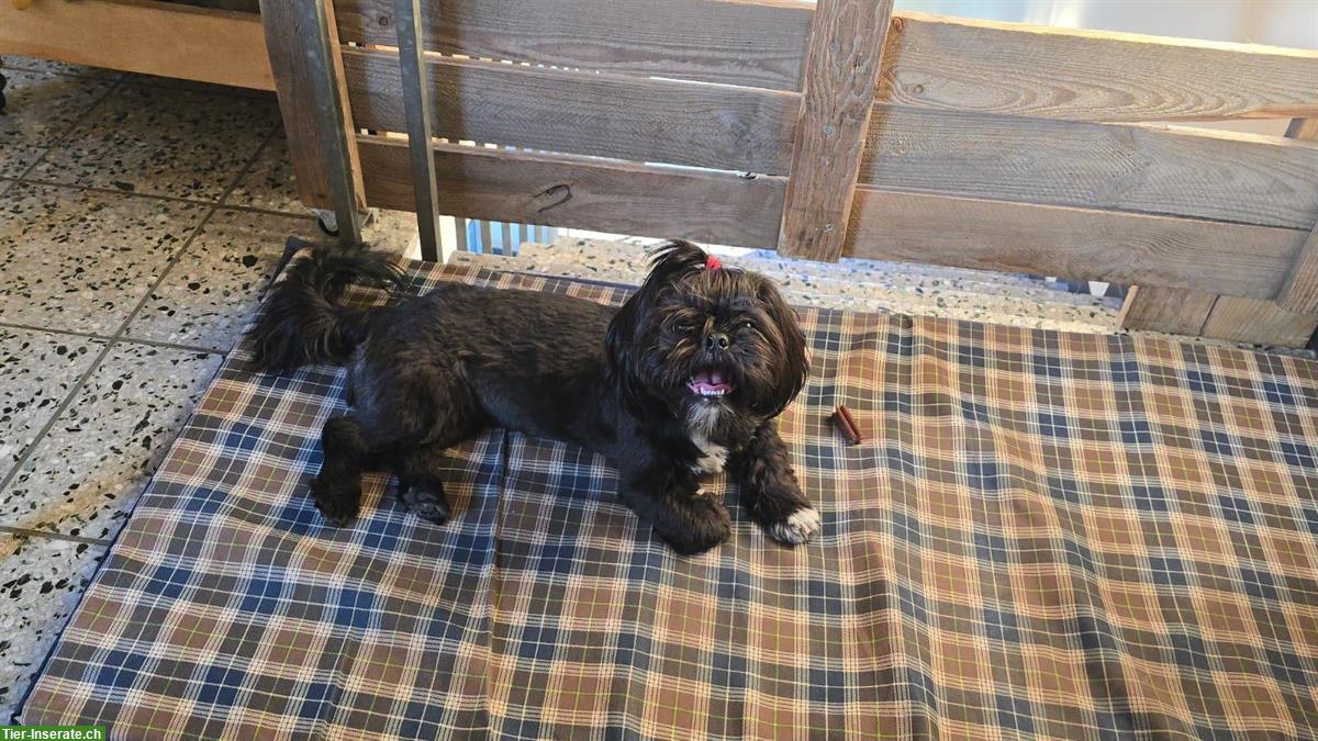 Bild 3: Reinrassige Shih Tzu Welpen zu verkaufen