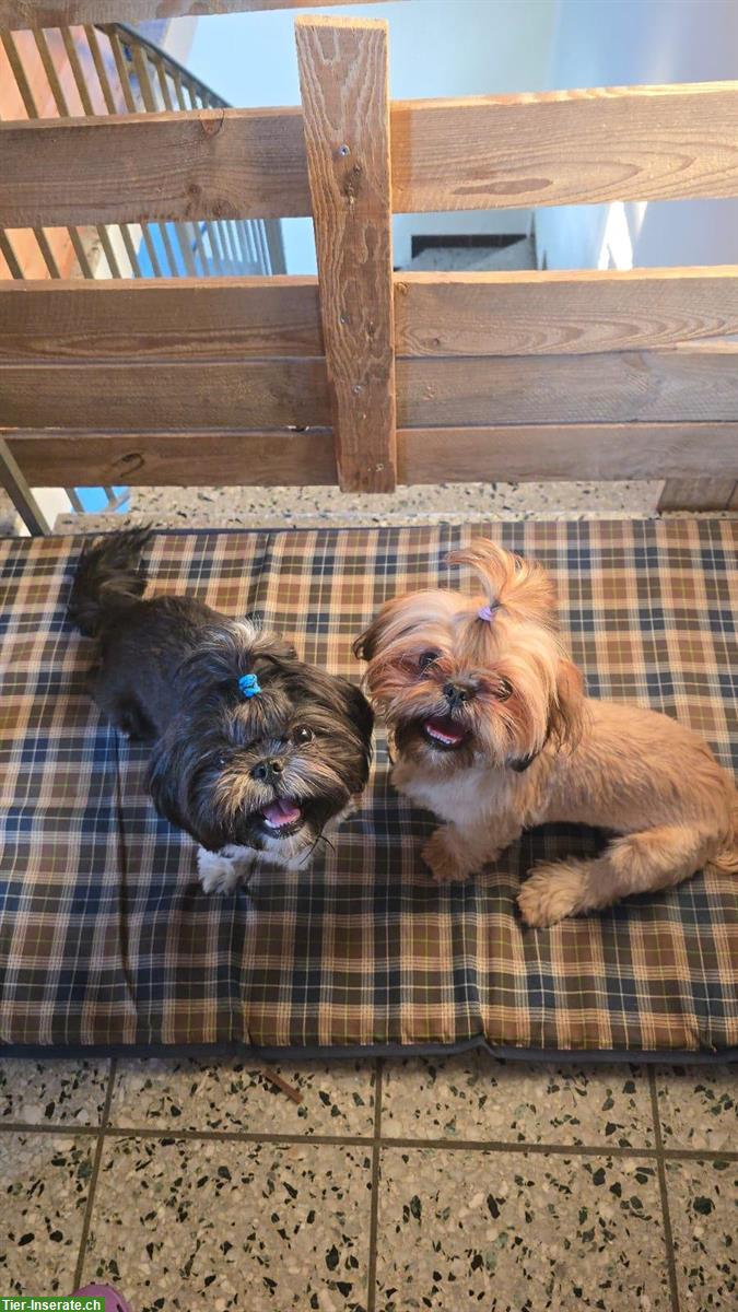 Bild 4: Reinrassige Shih Tzu Welpen zu verkaufen