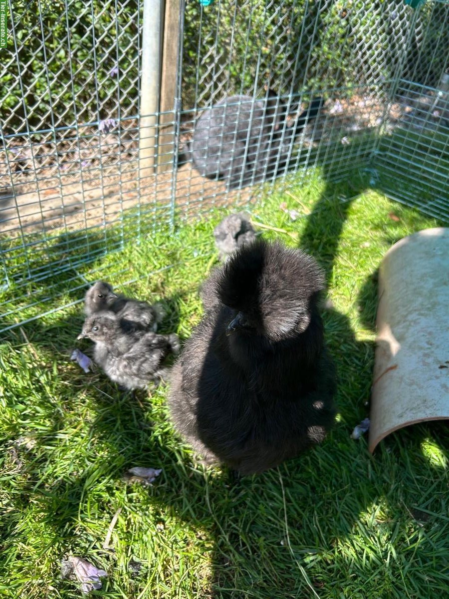 2 Seidenhuhn Paare zu verkaufen