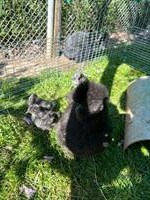 2 Seidenhuhn Paare zu verkaufen