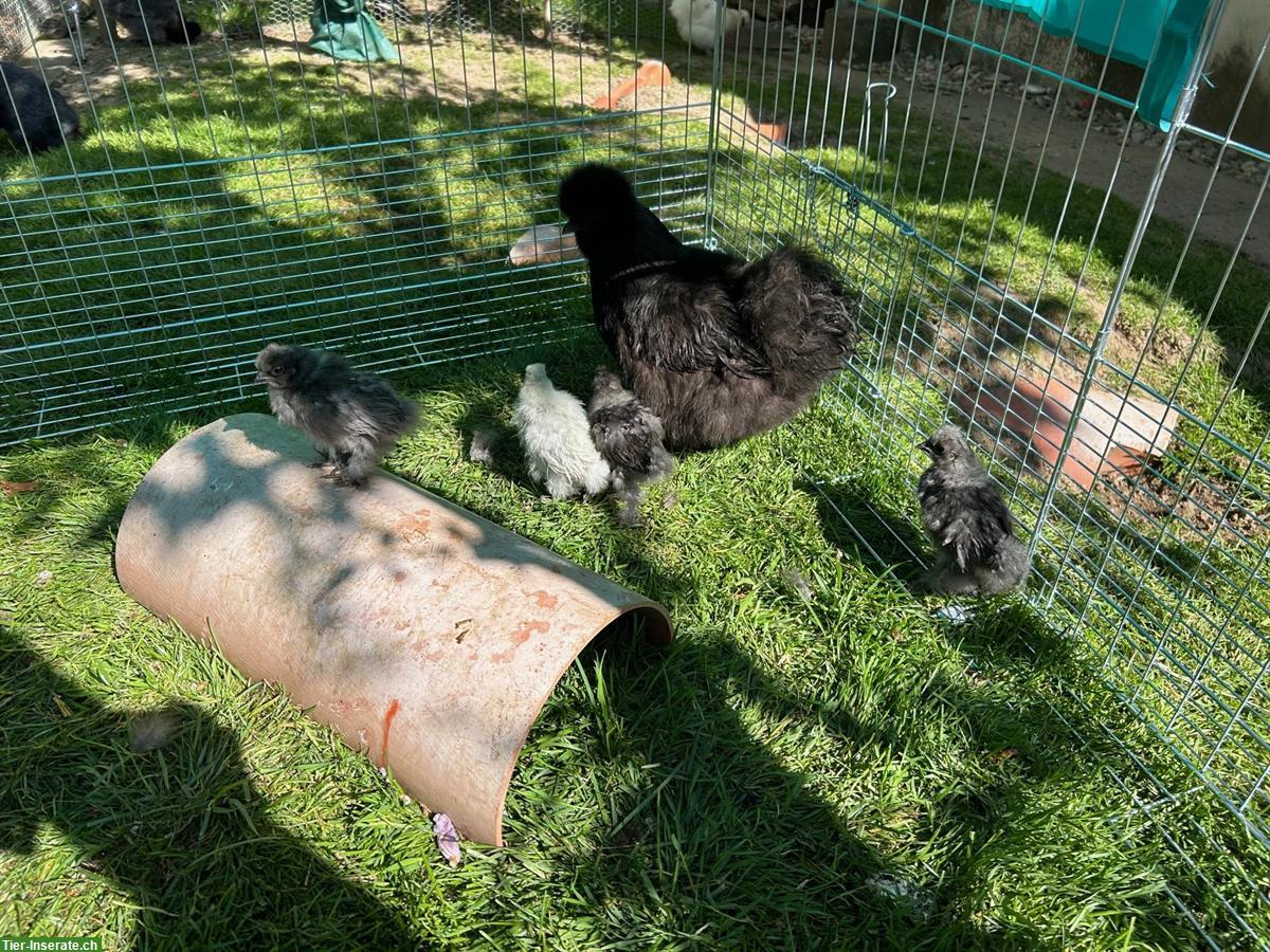 Bild 3: 2 Seidenhuhn Paare zu verkaufen