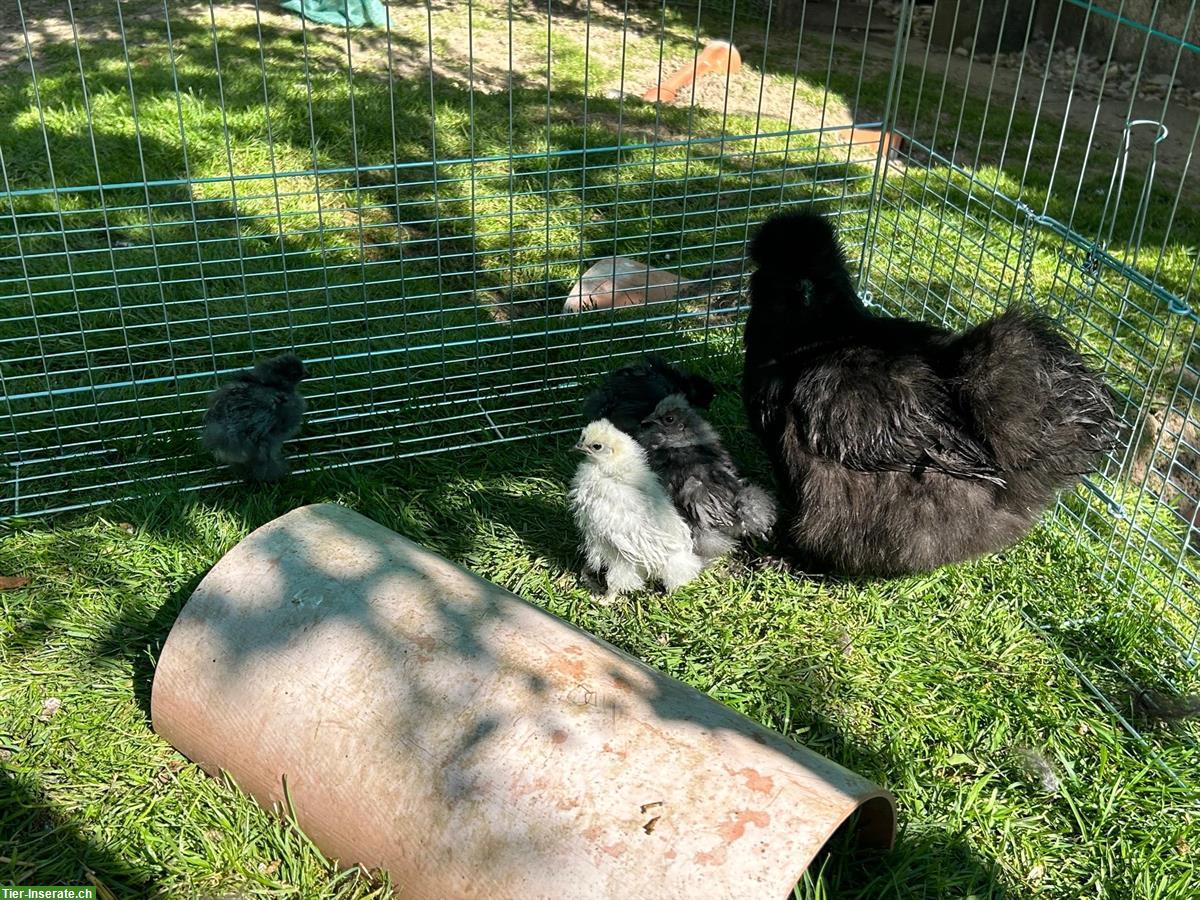 Bild 4: 2 Seidenhuhn Paare zu verkaufen