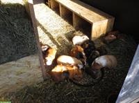 Junge Meerschweinchen aus kleiner Zucht