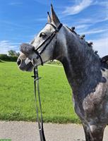 Pflegepferd/Reitbeteiligung für unser Pferd, Hünikon ZH
