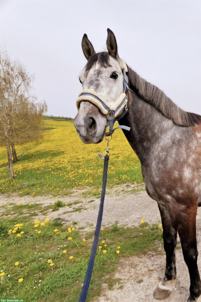 Bild 2: Pflegepferd/Reitbeteiligung für unser Pferd, Hünikon ZH