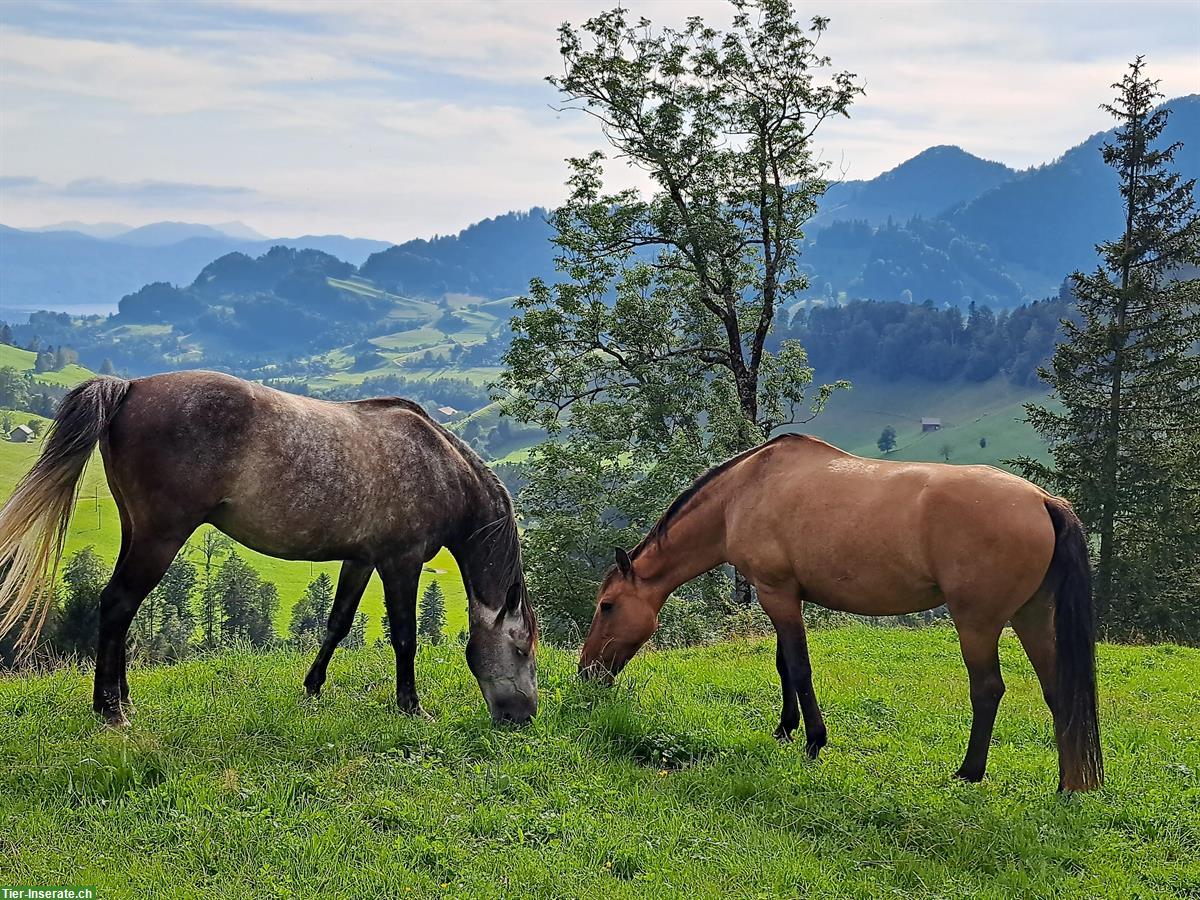 Bild 3: Pflegepferd/Reitbeteiligung für unser Pferd, Hünikon ZH