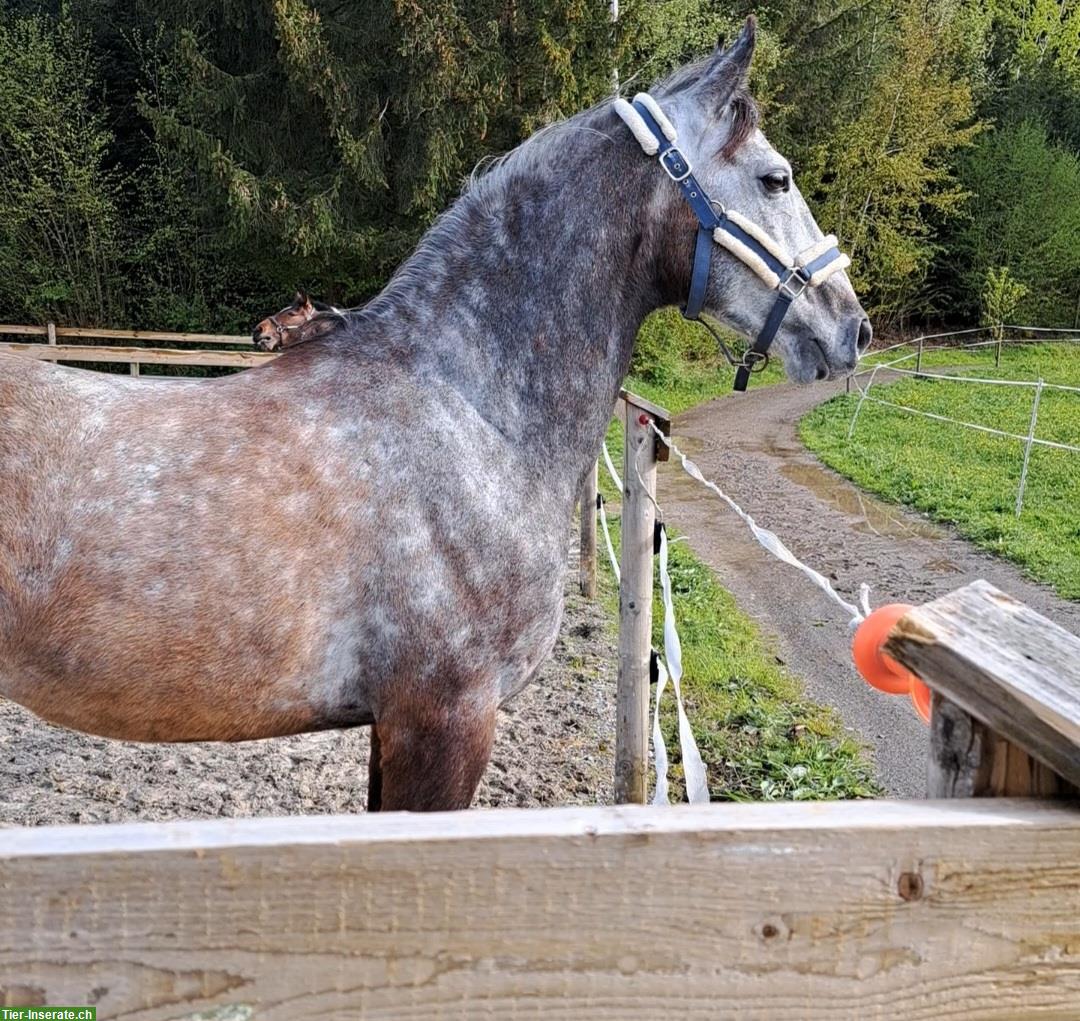 Bild 4: Pflegepferd/Reitbeteiligung für unser Pferd, Hünikon ZH