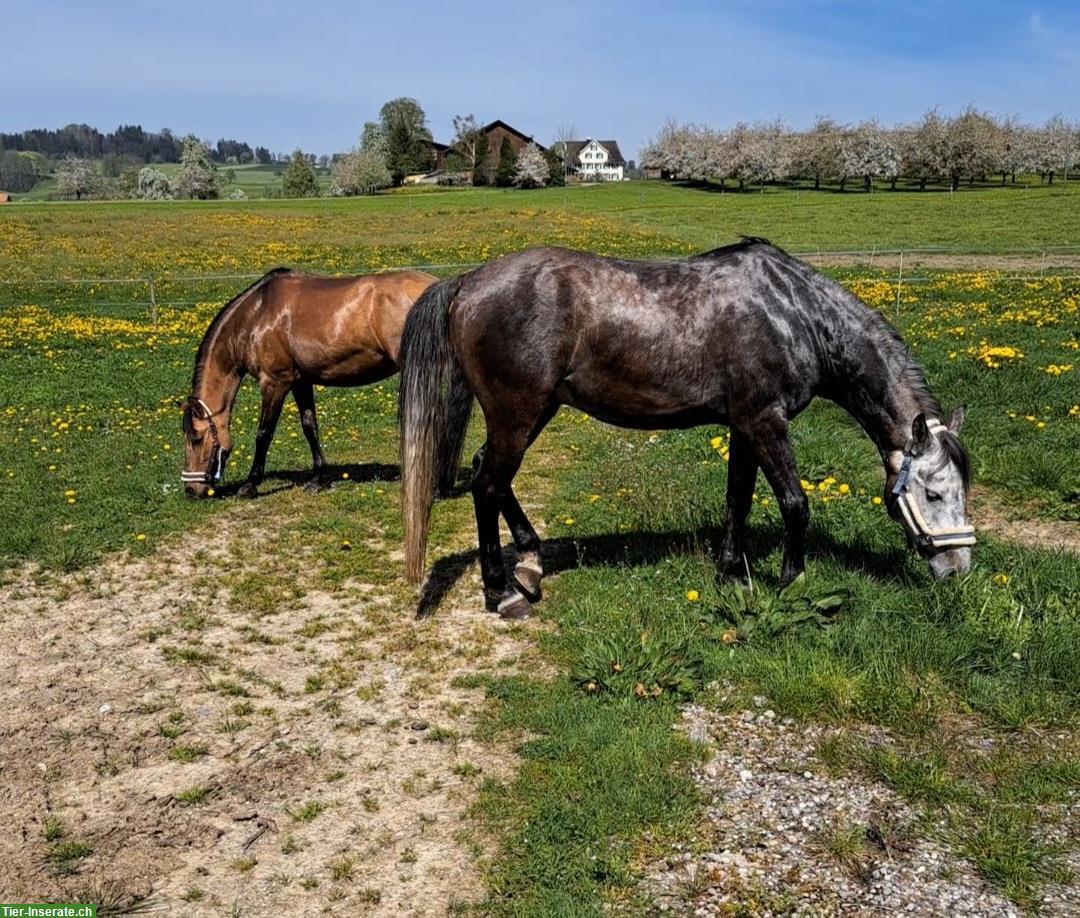 Bild 5: Pflegepferd/Reitbeteiligung für unser Pferd, Hünikon ZH