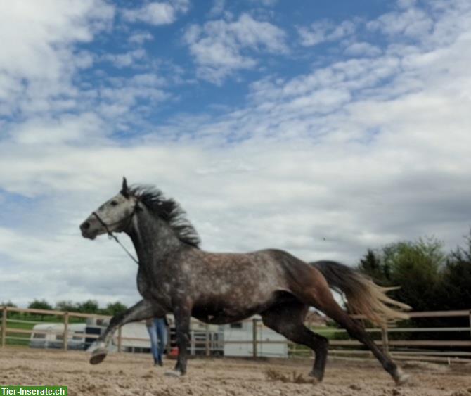 Bild 6: Pflegepferd/Reitbeteiligung für unser Pferd, Hünikon ZH