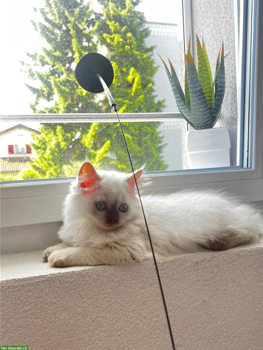 Junger BKH Kater, reinrassig, mega lieb