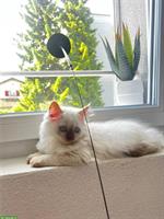 Junger BKH Kater, reinrassig, mega lieb