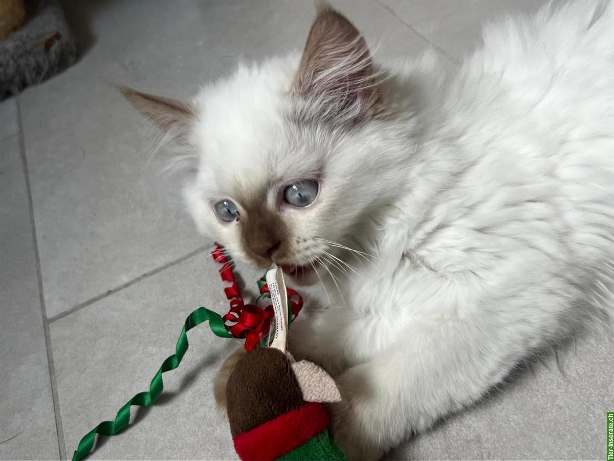 Bild 2: Junger BKH Kater, reinrassig, mega lieb