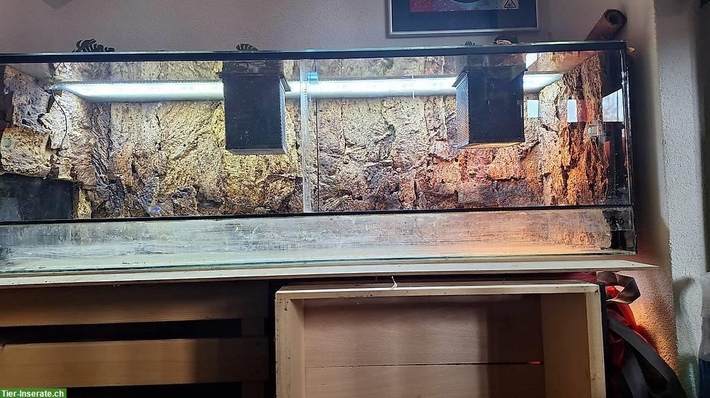 Glas Terrarium mit Beleuchtung und Korkrückwand