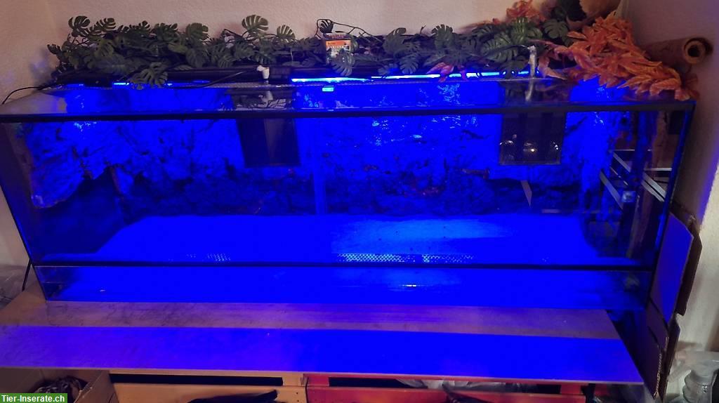Bild 5: Glas Terrarium mit Beleuchtung und Korkrückwand