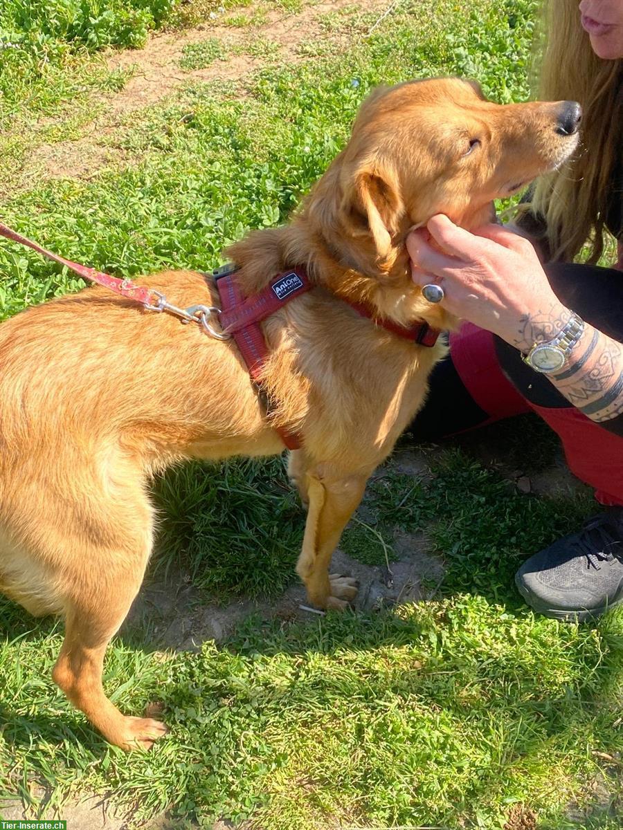 Bild 5: Liebenswerter Mischlingsrüde Gino sucht seine Menschen