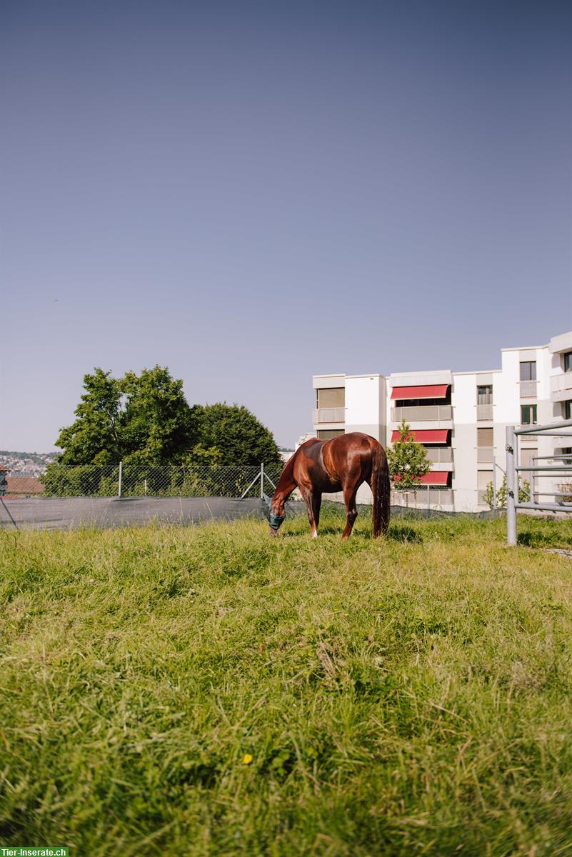 Bieten freie Pensionsplätze in Zürich Altstetten