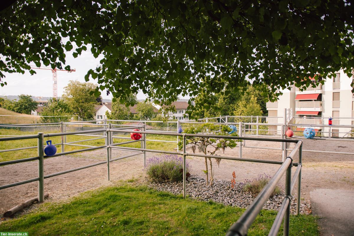 Bild 3: Bieten freie Pensionsplätze in Zürich Altstetten