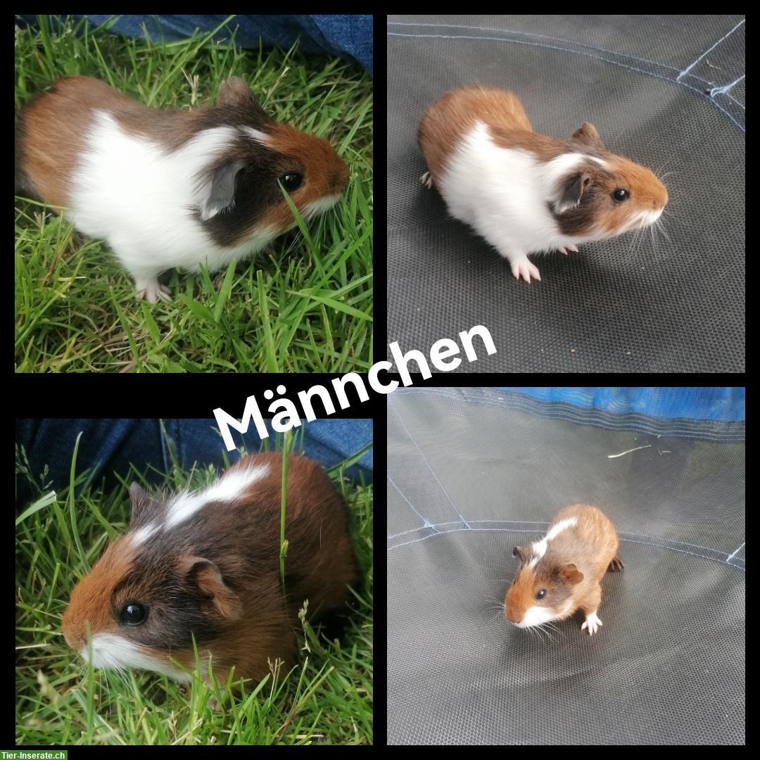 4 junge Meerschweinchen w/m suchen neues Zuhause