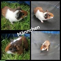 4 junge Meerschweinchen w/m suchen neues Zuhause