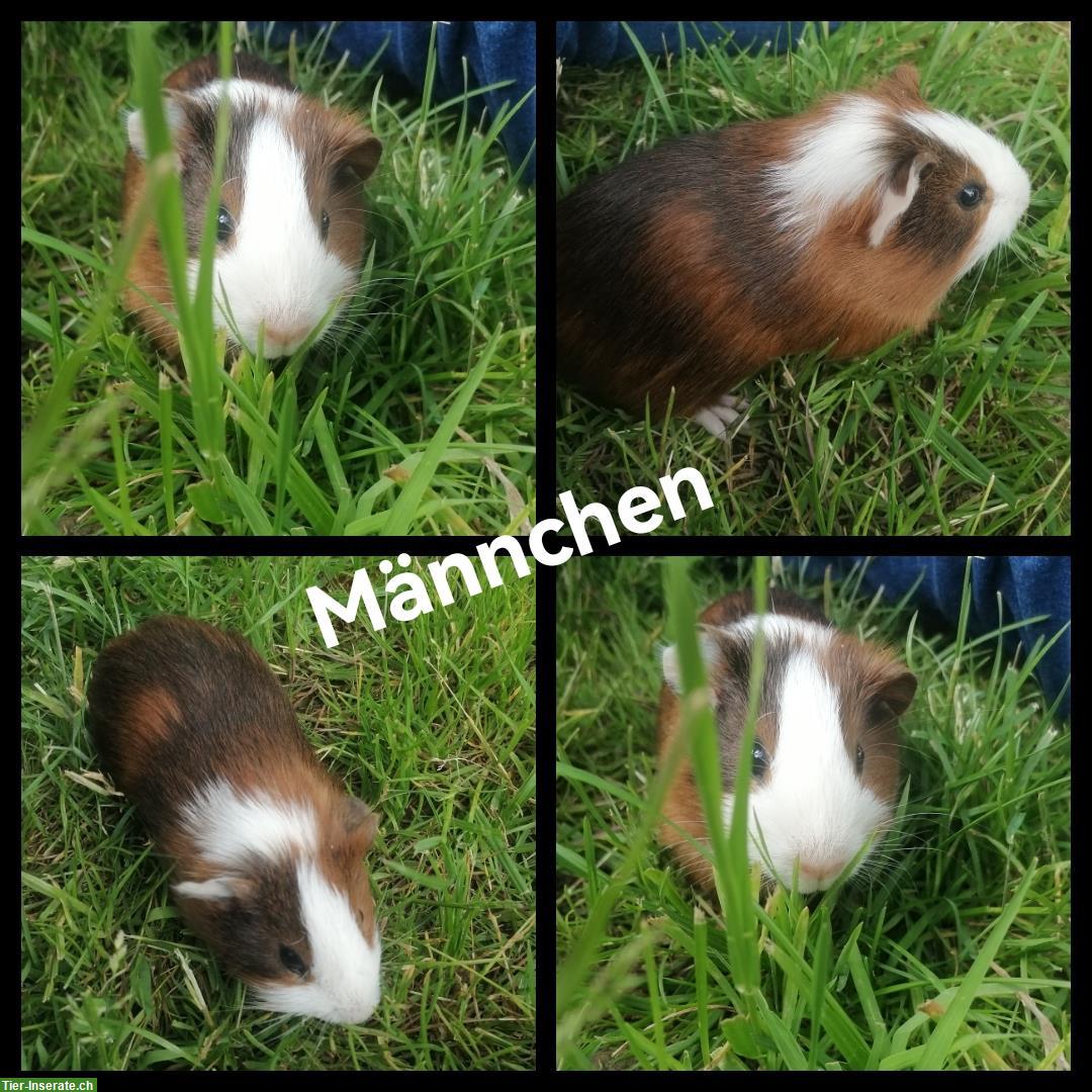 Bild 2: 4 junge Meerschweinchen w/m suchen neues Zuhause