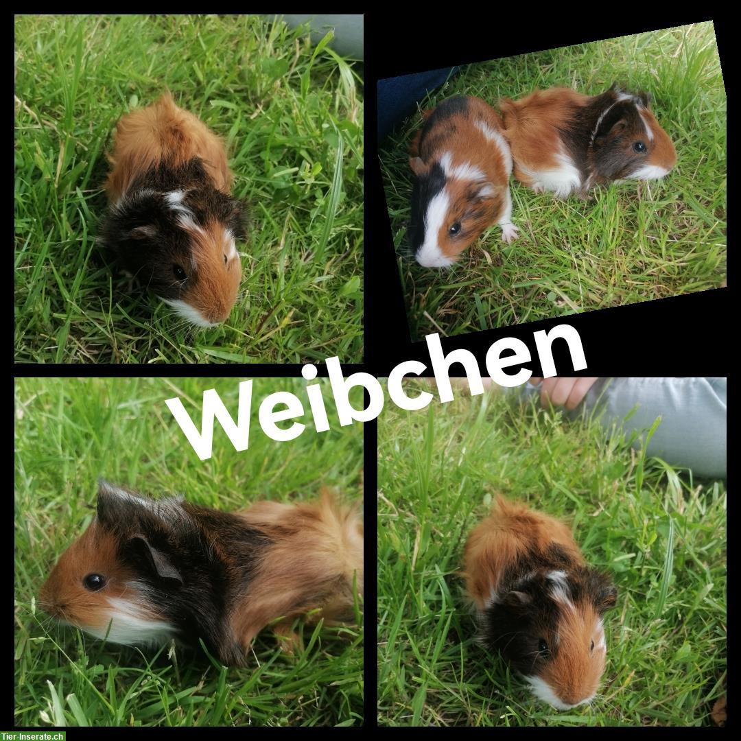 Bild 4: 4 junge Meerschweinchen w/m suchen neues Zuhause