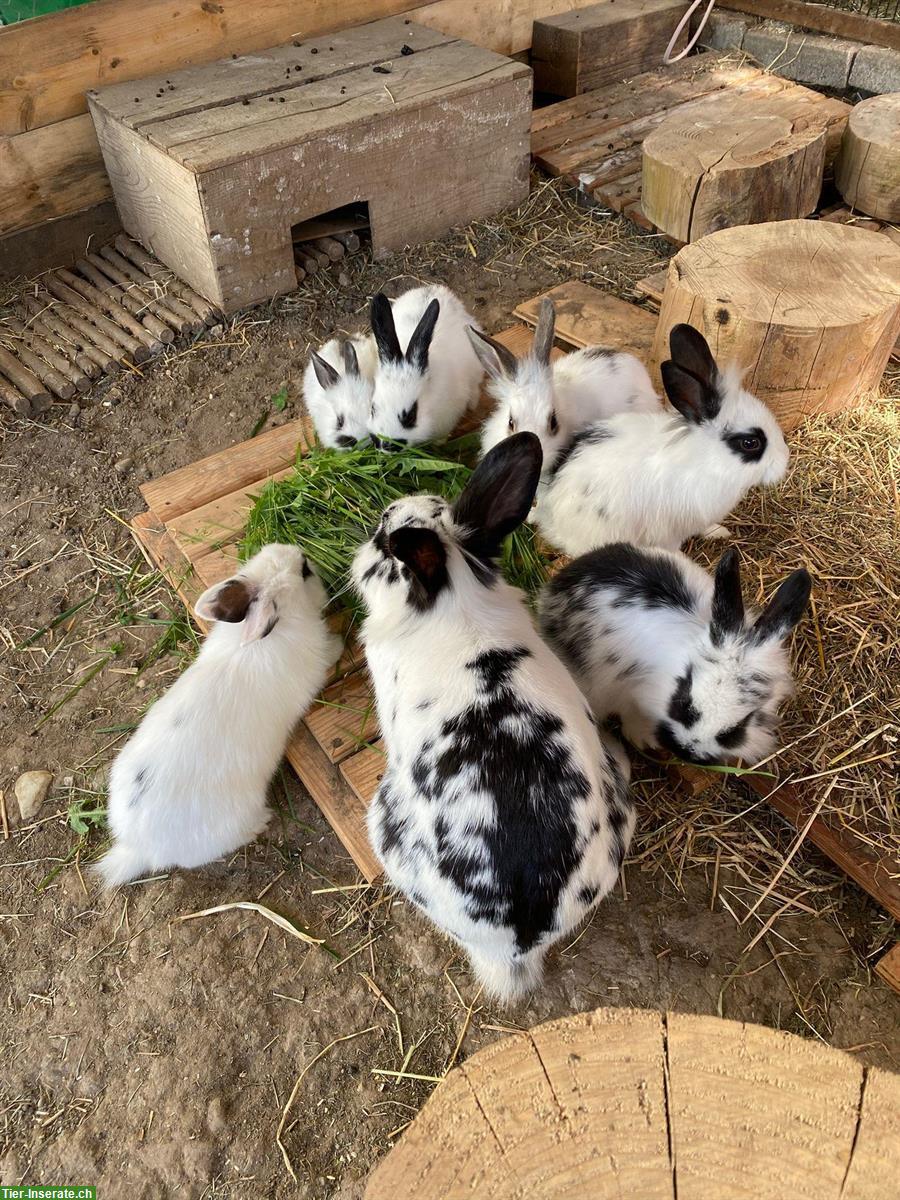 Bild 2: Schnusige junge Löwenkopf Zwergkaninchen