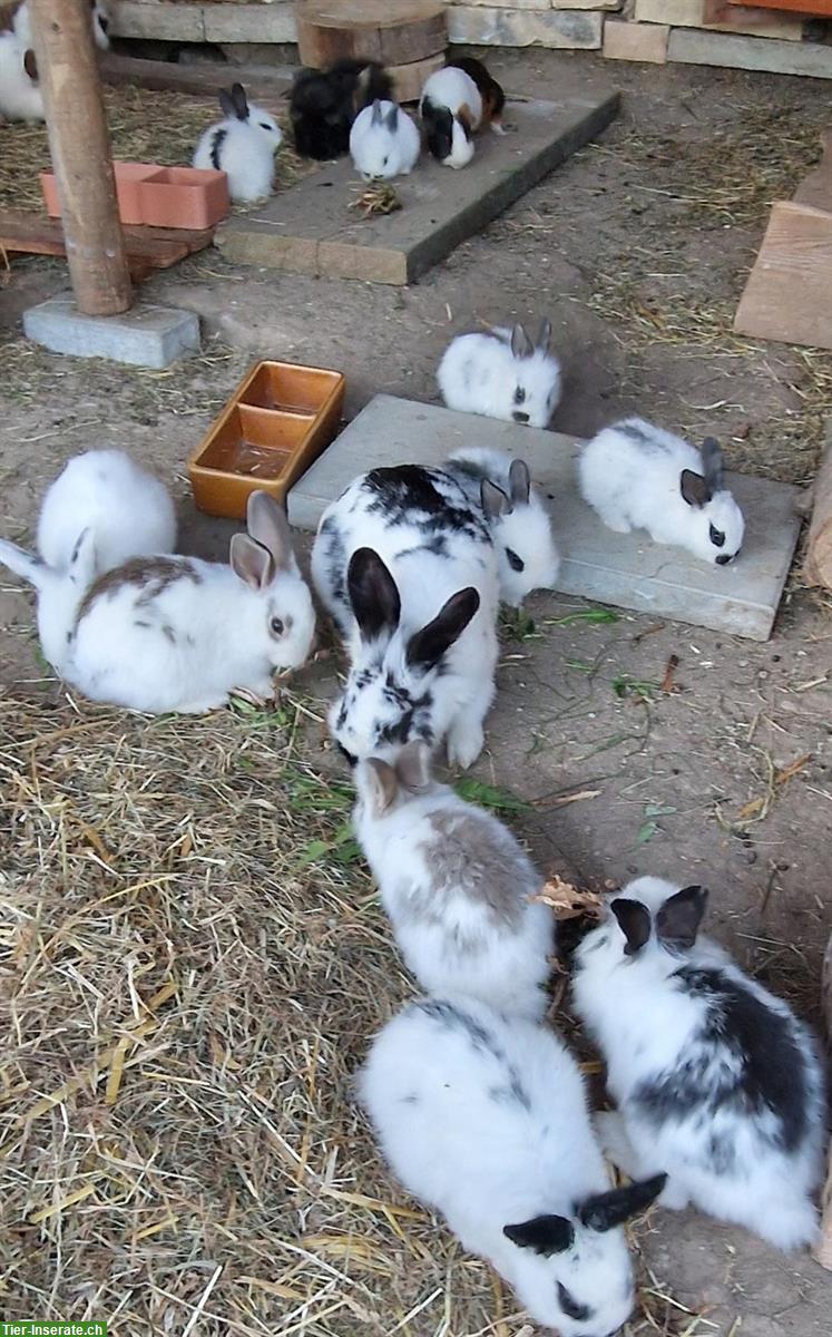 Bild 3: Schnusige junge Löwenkopf Zwergkaninchen