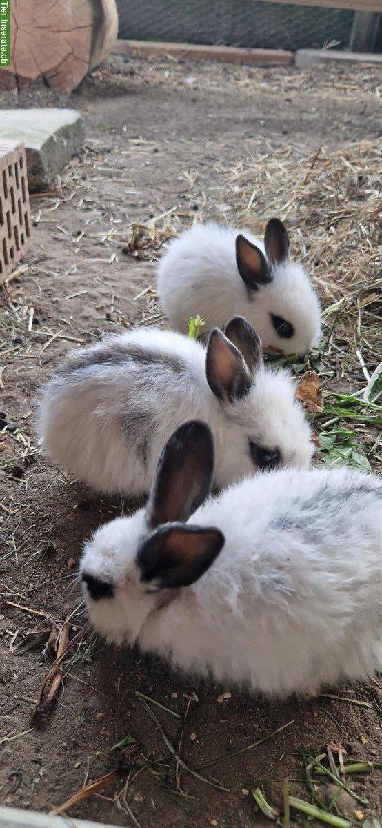 Bild 5: Schnusige junge Löwenkopf Zwergkaninchen