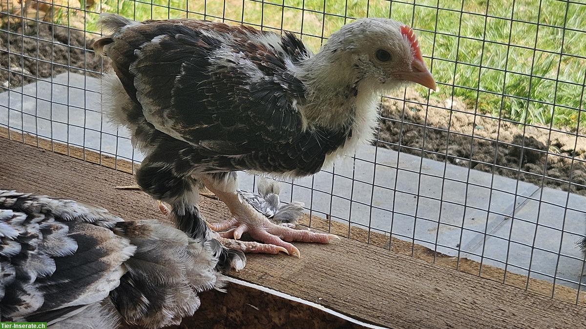 Bild 2: Seltene Faverolles Hähne Küken suchen neues Zuhause