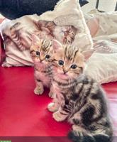 Katzenbabys männlich und weiblich zu platzieren